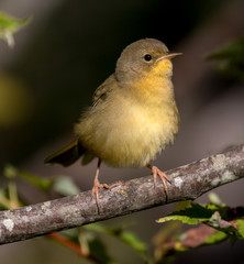 Common Yellowthroat