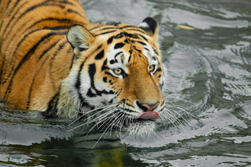 Fototapeta na wymiar Sneaks up and licks. Young tiger with expressive eyes walks on the water (bathes), Predator's muzzle close-up.