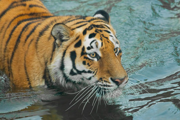 Fototapeta na wymiar View in the blue waves. Young tiger with expressive eyes walks on the water (bathes), Predator's muzzle close-up.