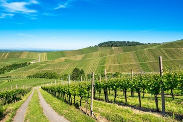 Fototapeta na wymiar View over green vineyard landscape against blue sky