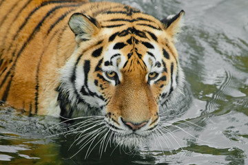 Fototapeta na wymiar Harsh powerful tiger head. Young tiger with expressive eyes walks on the water (bathes), Predator's muzzle close-up.