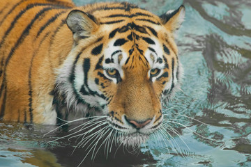 Harsh powerful tiger head. Young  tiger with expressive eyes walks on the water (bathes), Predator's muzzle close-up.