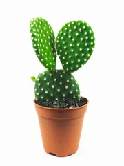 Zelfklevend Fotobehang Cactus in pot Opuntia microdasys in potten met een witte achtergrond