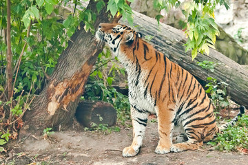 Naklejka na ściany i meble tiger on a background of greenery sniffs the air and raises its face to a green leaf of a tree, a red-headed predator (hunter) on a background of greenery.