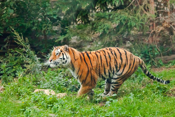 Purposeful running. Young tiger deftly jumps on green grass, a beast in a jump on a background of greenery of the jungle (forest), hunting a predator