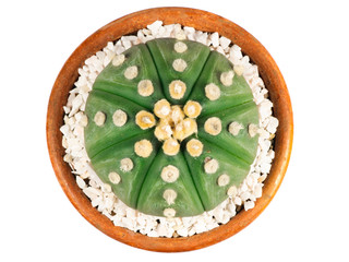 Astrophytum asterias nudum is round and has white spots.