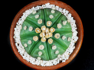 Astrophytum asterias nudum is round and has white spots.