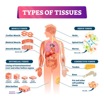 Types of tissues vector illustration. Labeled inner organ structure scheme.