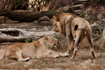 Male and female lion against the background of bushes