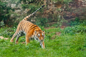 Tiger on green, tail sticking out. Young tiger deftly jumps on green grass, a beast in a jump on a background of greenery of the jungle (forest), hunting a predator