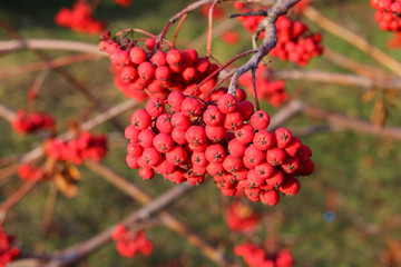 A rich bunch of red rowan berries autumn time