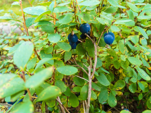 Western Blueberries on a shrub