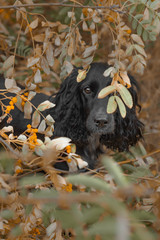 Autumn portrait of a Black Spaniel