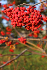 A rich bunch of red rowan berries autumn time