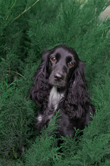 Black hunting Russian Spaniel sits beautifully in the green grass portrait