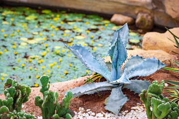 Blue agave with cactus green in the greenhouse closeup