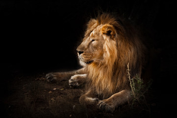  beast is a powerful maned male lion. Impressively lies and rests at night, black background,...