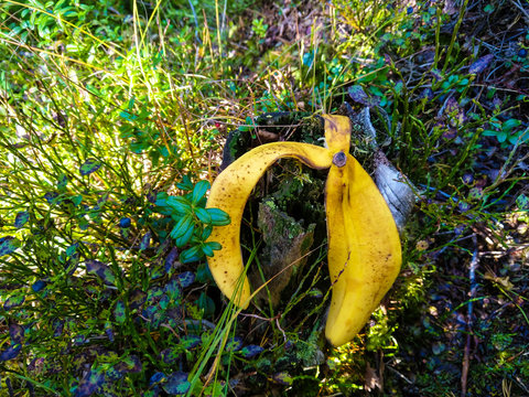 Banana peel discarded on a wood stump in the forest with bilberries