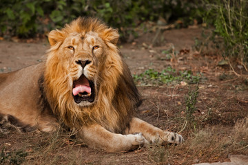 Plakat yawns, red mouth and tongue. powerful male lion with a beautiful mane impressively lies against the background of bushes.