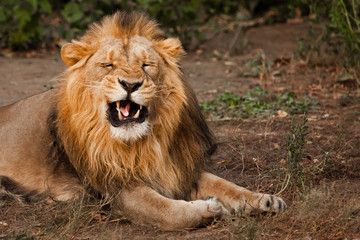 roars, opening his mouth and showing his teeth. powerful male lion with a beautiful mane impressively lies against the background of bushes.