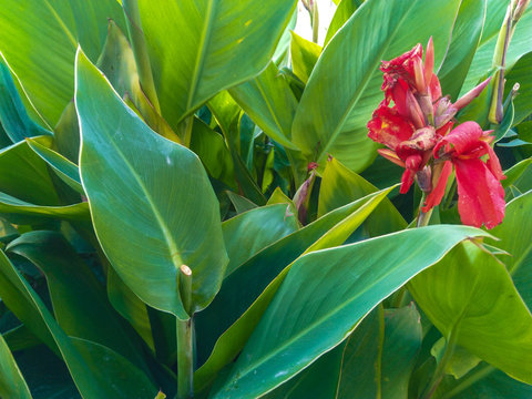 Canna Indica Flower in a park, big green leaves, cut stem