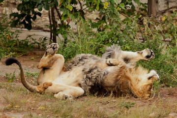 Naklejka premium powerful male lion plays and rolls on his back against the background of bushes.