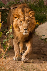 Obraz na płótnie Canvas male lion with a beautiful maned male lion walking close-up, sunset light