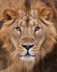 Muzzle with a beautiful mane in full screen, amber eyes. Muzzle powerful male lion with a beautiful mane close-up.