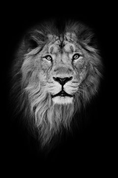 Black-white portrait, isolated black background. Muzzle powerful male lion with a beautiful mane close-up.