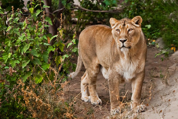 Lioness on  background of the forest, a powerful female emerges from the thicket.
