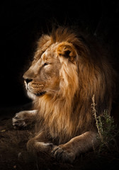  beast is a powerful maned male lion. Impressively lies and rests at night, black background, consecrated by light.