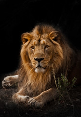  beast is a powerful maned male lion. Impressively lies and rests at night, black background, consecrated by light.