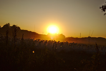 Gęsi o zachodzie © Konrad