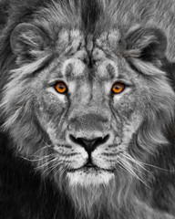 Muzzle with a beautiful mane in full screen, amber eyes black and white. Muzzle powerful male lion with a beautiful mane close-up.
