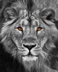 Poster Snuit met mooie manen op volledig scherm, amberkleurige ogen zwart en wit. Snuit krachtige mannelijke leeuw met een mooie manen close-up. © Mikhail Semenov