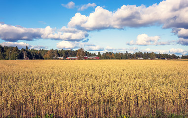 Finnish oat field. Photo from Kajaani, Finland.