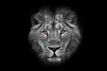 Plakat Muzzle with a beautiful mane of wool with amber eyes black and white., isolated black background. Muzzle powerful male lion with a beautiful mane close-up.