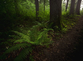 Obraz premium Forest floor with ferns in Poland
