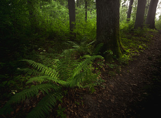 Forest floor with ferns in Poland
