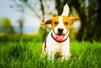 Dog with a wooden stick on a green meadow runs towards camera. Beagle dog canine outdoors concept.