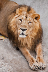 Naklejka premium samiec lwa z grzywą leży z wyciągniętymi łapami. Pysk potężnego samca lwa z pięknym zbliżeniem grzywy.