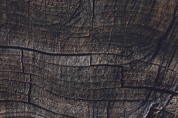 Old cracked tree stump texture background. Weathered wood texture with the cross section of a cut...