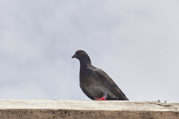 pigeon on a roof