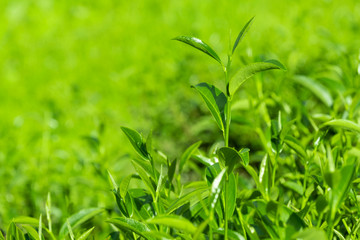 Top of fresh raw organic green tea leaf in plantation field farm