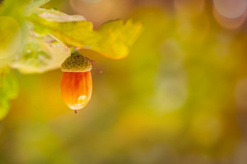 ripe acorn on an oak branch,, a drop of rain on an acorn, blurred background and tree leaves, autumn