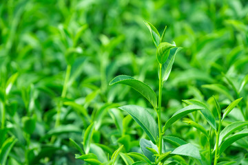 Top of fresh raw organic green tea leaf in plantation field farm