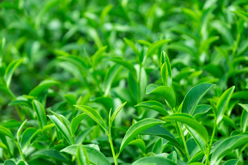 Top of fresh raw organic green tea leaf in plantation field farm