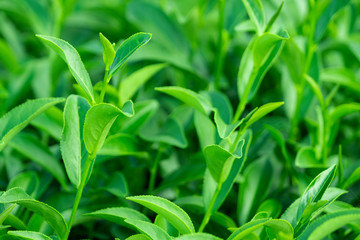 Top of fresh raw organic green tea leaf in plantation field farm