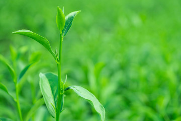Top of fresh raw organic green tea leaf in plantation field farm