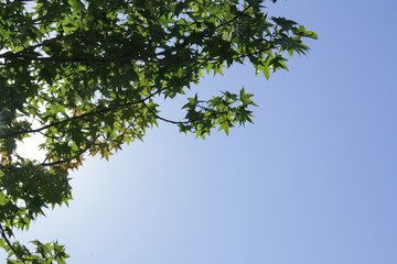 木漏れ日のイメージカット